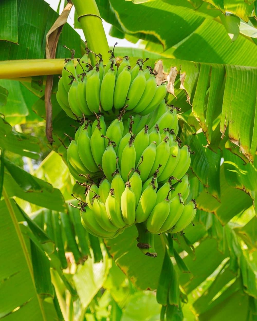 Raw Bananas 101 Benefits Side Effects More